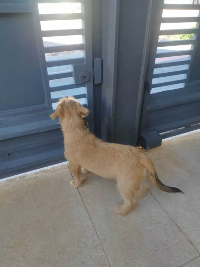 Cachorro ra a SRD-ViraLata idade 2 a 6 meses nome Caramela