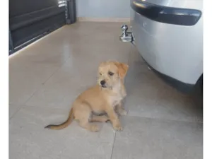 Cachorro raça SRD-ViraLata idade 2 a 6 meses nome Caramela