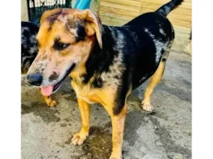 Cachorro raça SRD-ViraLata idade 2 anos nome Kevin