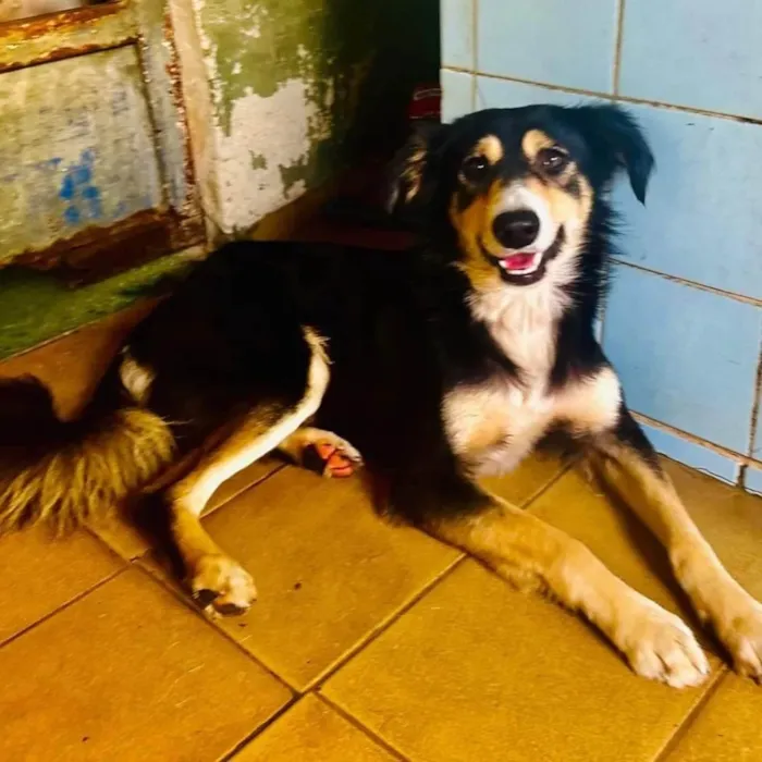 Cachorro ra a SRD-ViraLata idade 1 ano nome Panda