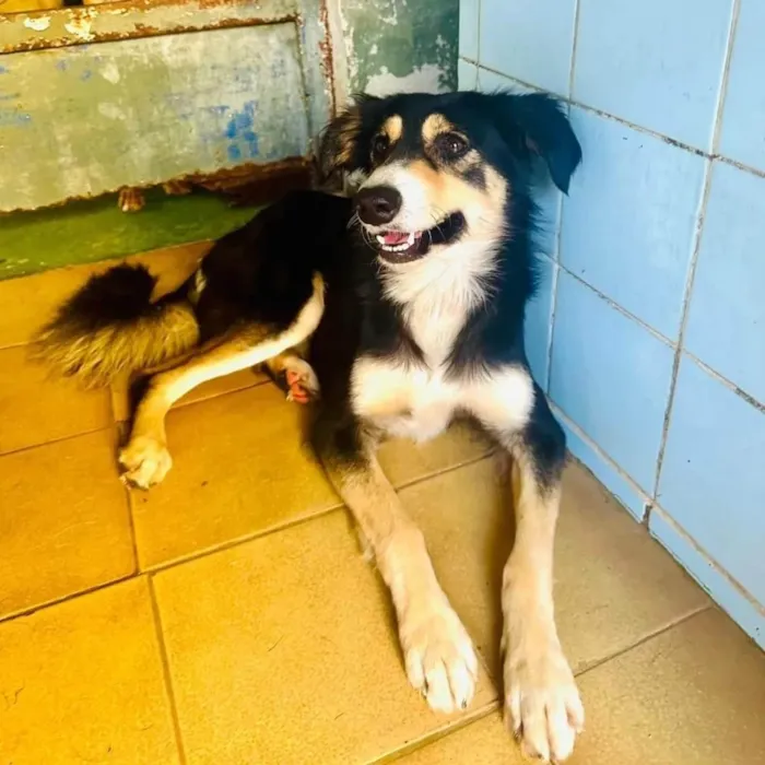 Cachorro ra a SRD-ViraLata idade 1 ano nome Panda