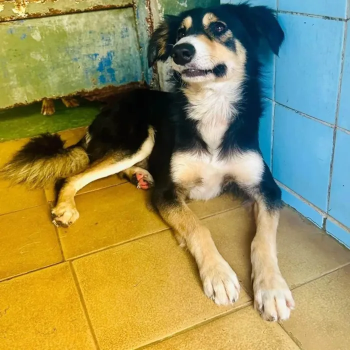 Cachorro ra a SRD-ViraLata idade 1 ano nome Panda