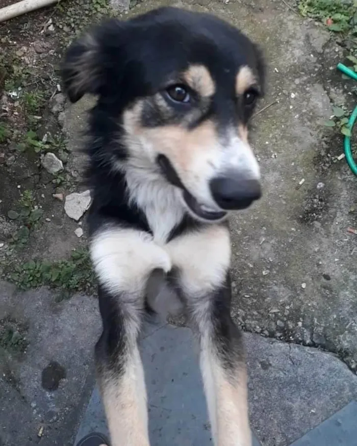 Cachorro ra a SRD-ViraLata idade 1 ano nome Panda