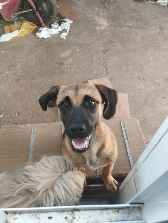 Cachorro ra a SRD-ViraLata idade 7 a 11 meses nome Caramelo