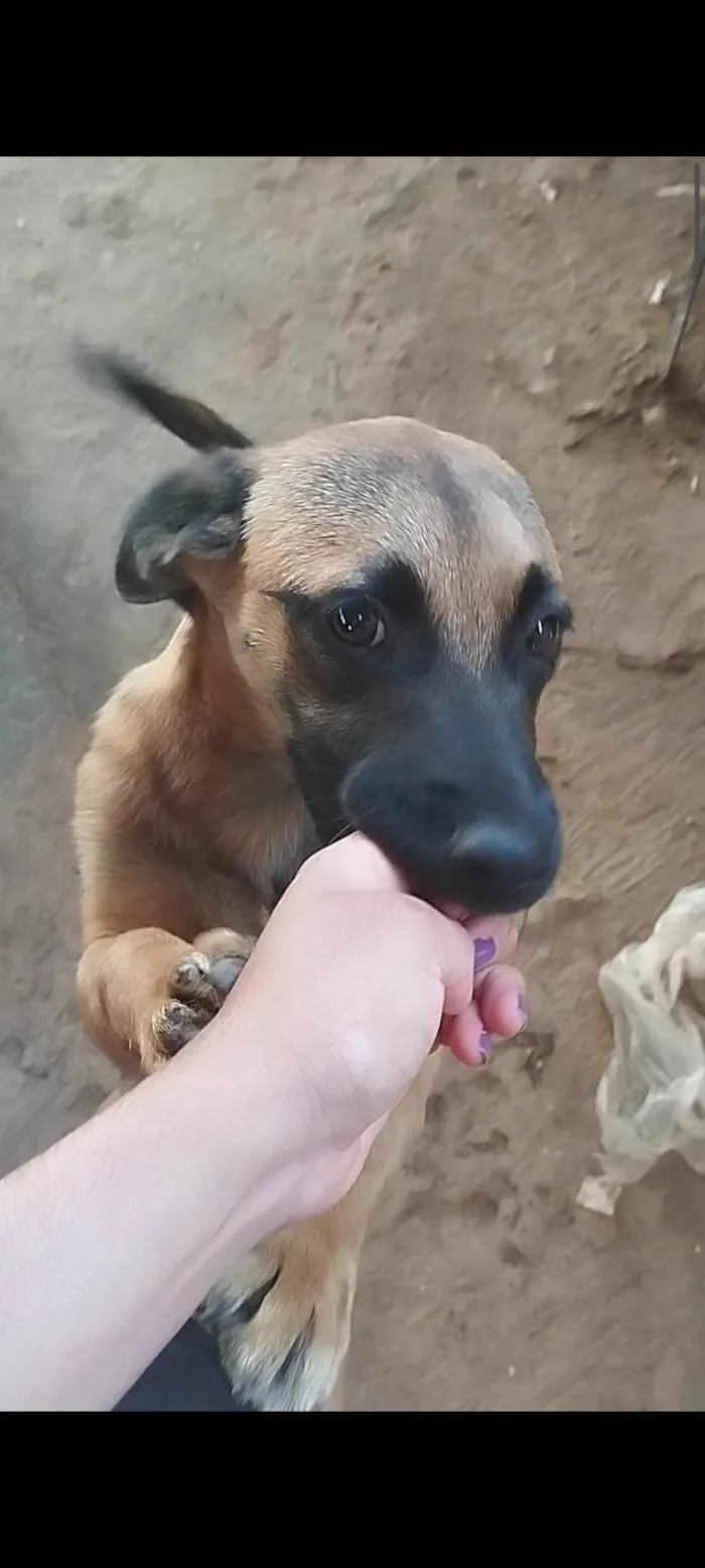 Cachorro ra a SRD-ViraLata idade 7 a 11 meses nome Caramelo