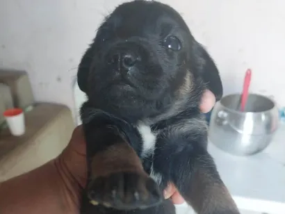 Cachorro raça SRD-ViraLata idade 2 a 6 meses nome Lindos filhotes para adoção 