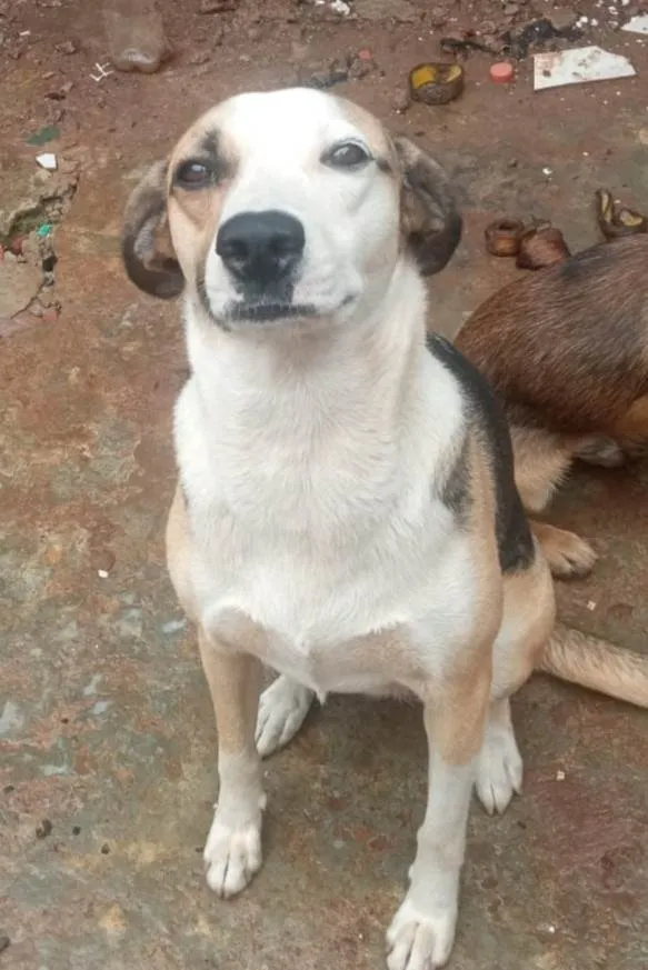 Cachorro ra a SRD-ViraLata idade 1 ano nome Bela