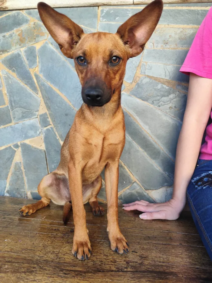 Cachorro ra a Pinscher idade 2 a 6 meses nome Lupita