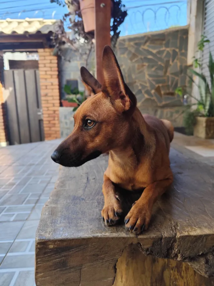 Cachorro ra a Pinscher idade 2 a 6 meses nome Lupita