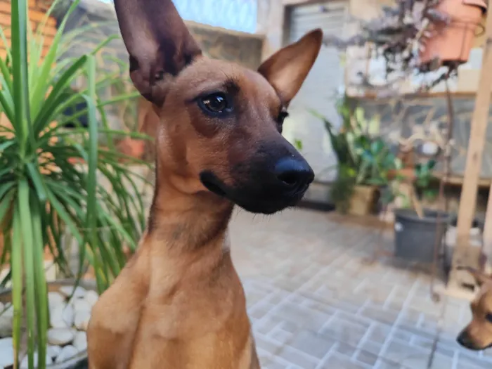 Cachorro ra a Pinscher idade 2 a 6 meses nome Lupita