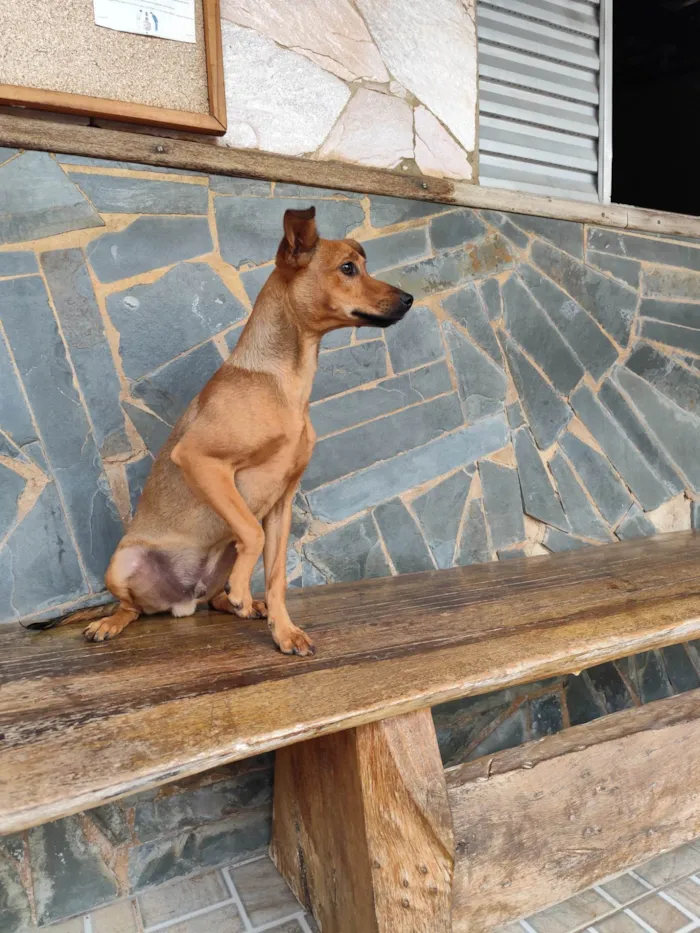 Cachorro ra a SRD-ViraLata idade 2 a 6 meses nome Toddy