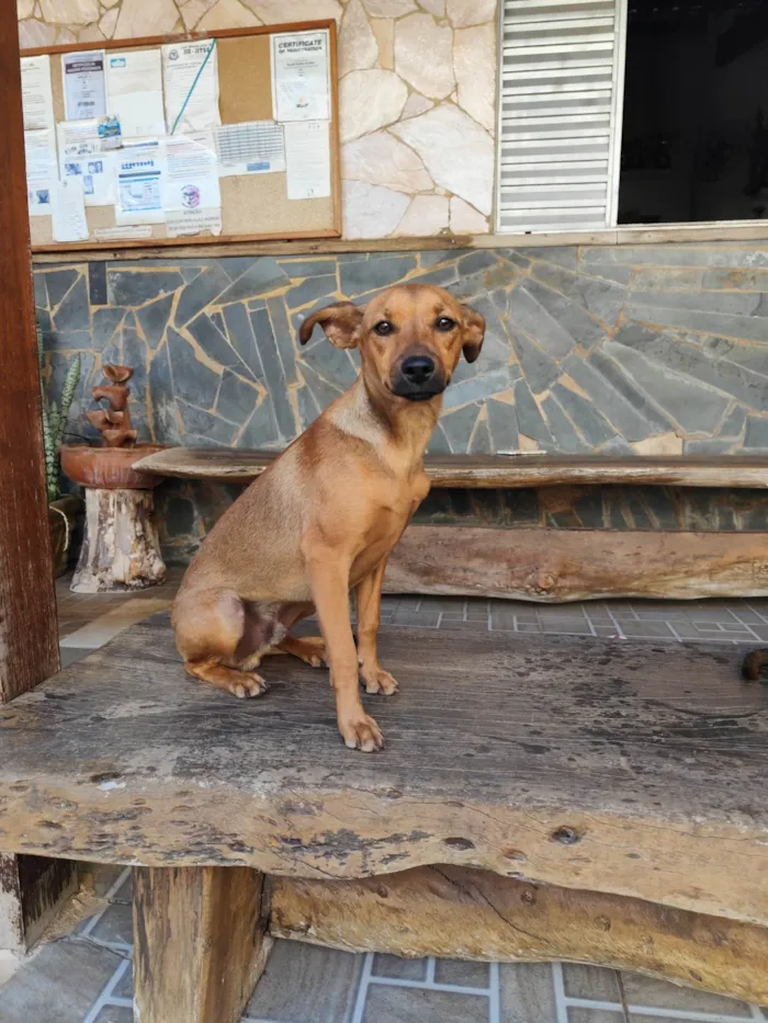 Cachorro ra a SRD-ViraLata idade 2 a 6 meses nome Toddy