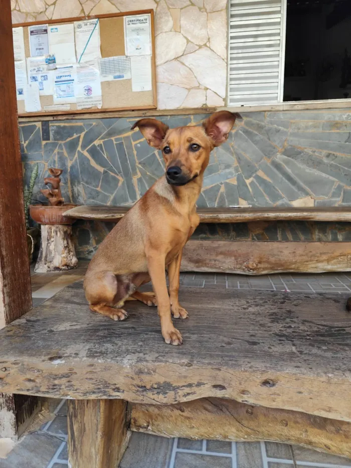 Cachorro ra a SRD-ViraLata idade 2 a 6 meses nome Toddy