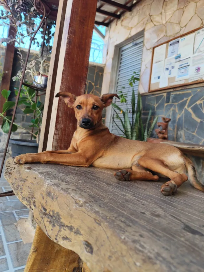 Cachorro ra a SRD-ViraLata idade 2 a 6 meses nome Toddy