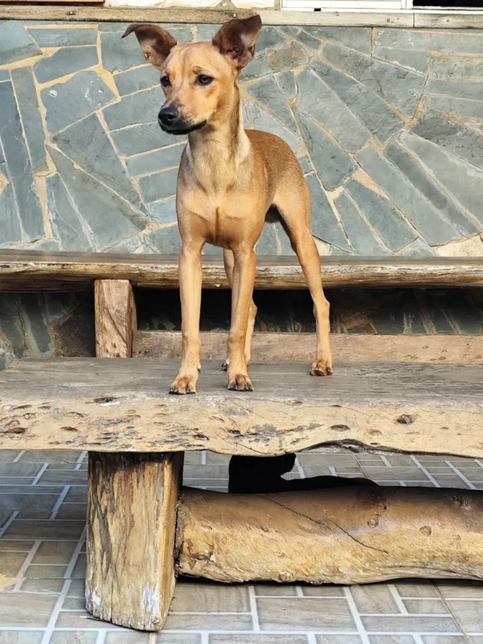 Cachorro ra a SRD-ViraLata idade 2 a 6 meses nome Toddy