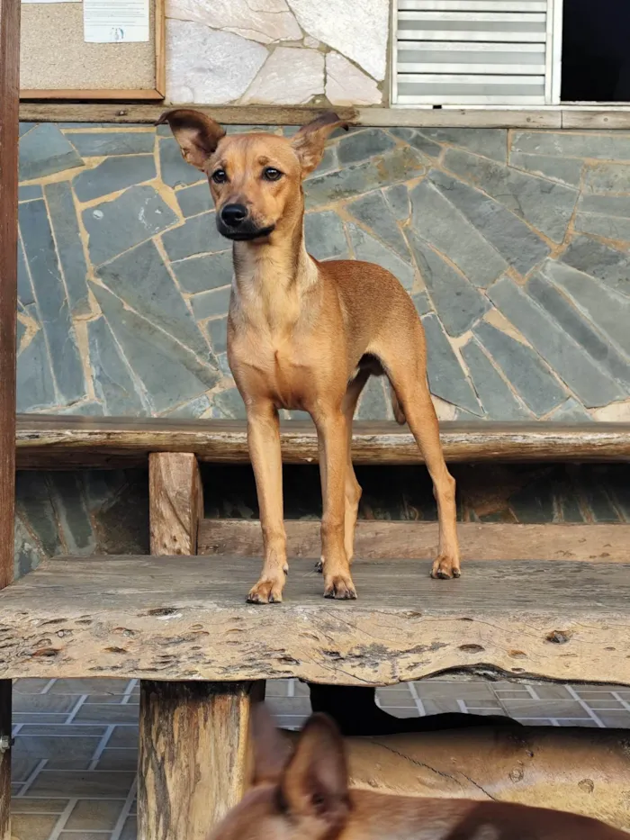 Cachorro ra a SRD-ViraLata idade 2 a 6 meses nome Toddy