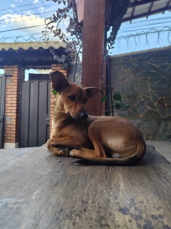 Cachorro ra a SRD-ViraLata idade 2 a 6 meses nome Toddy