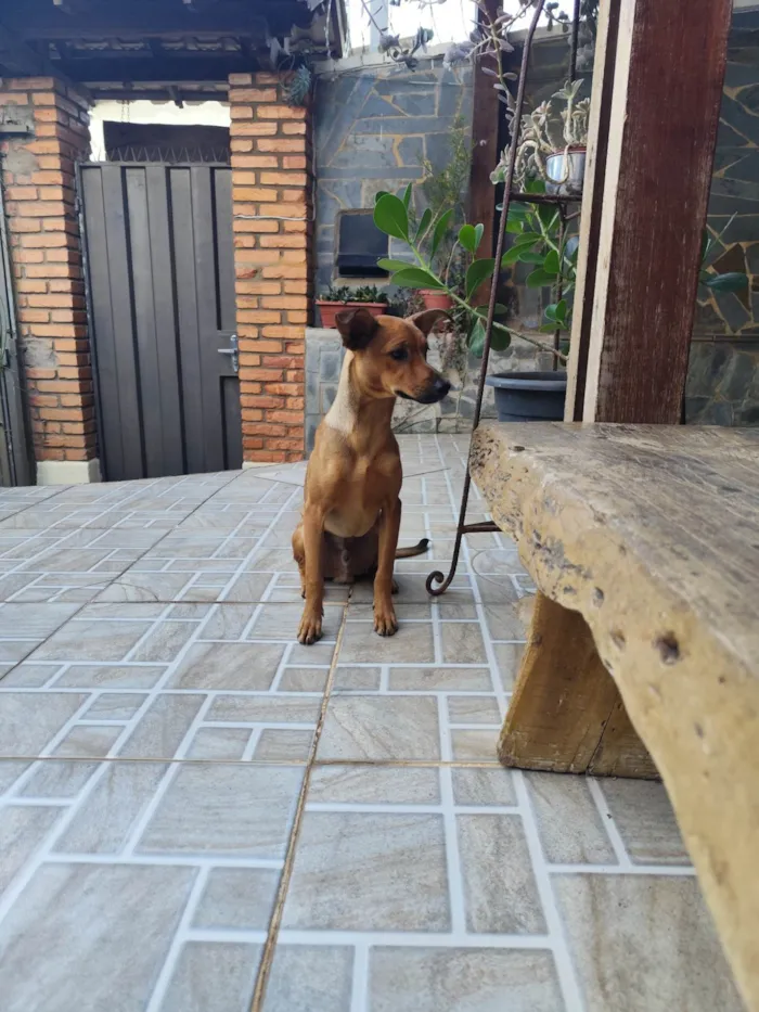 Cachorro ra a SRD-ViraLata idade 2 a 6 meses nome Toddy