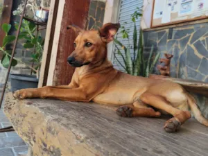 Cachorro raça SRD-ViraLata idade 2 a 6 meses nome Toddy