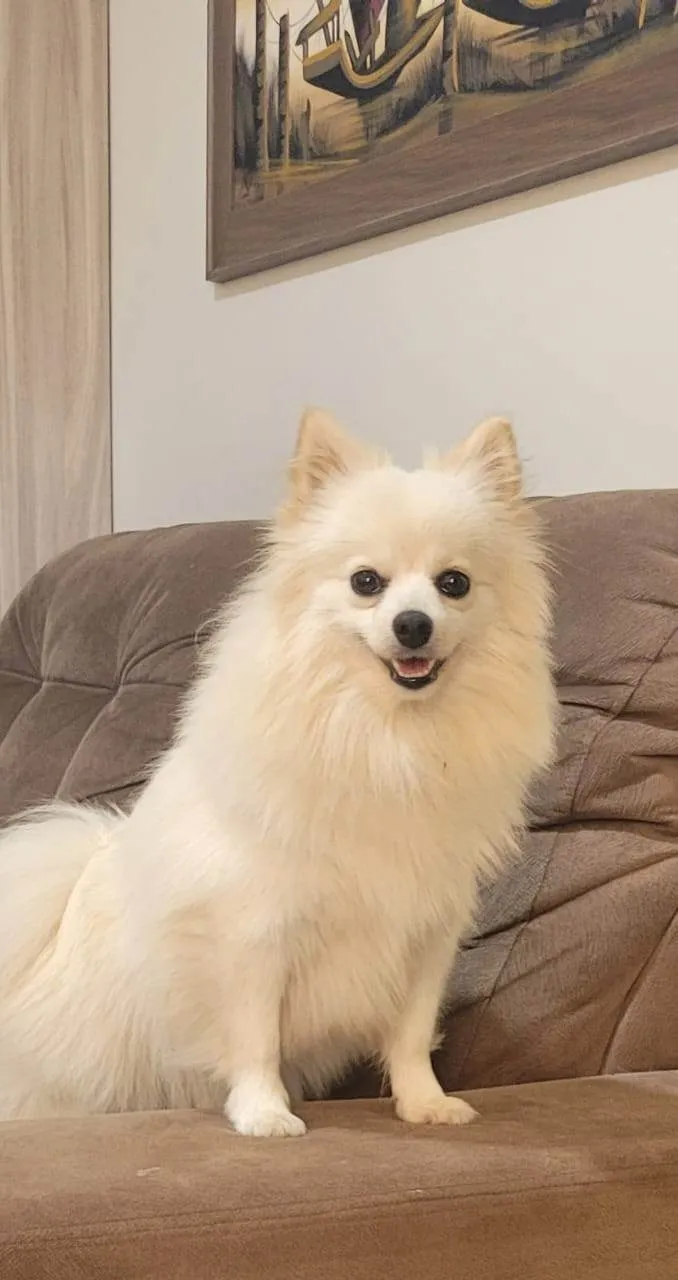 Cachorro ra a Spitz alemão  idade 1 ano nome Lupita