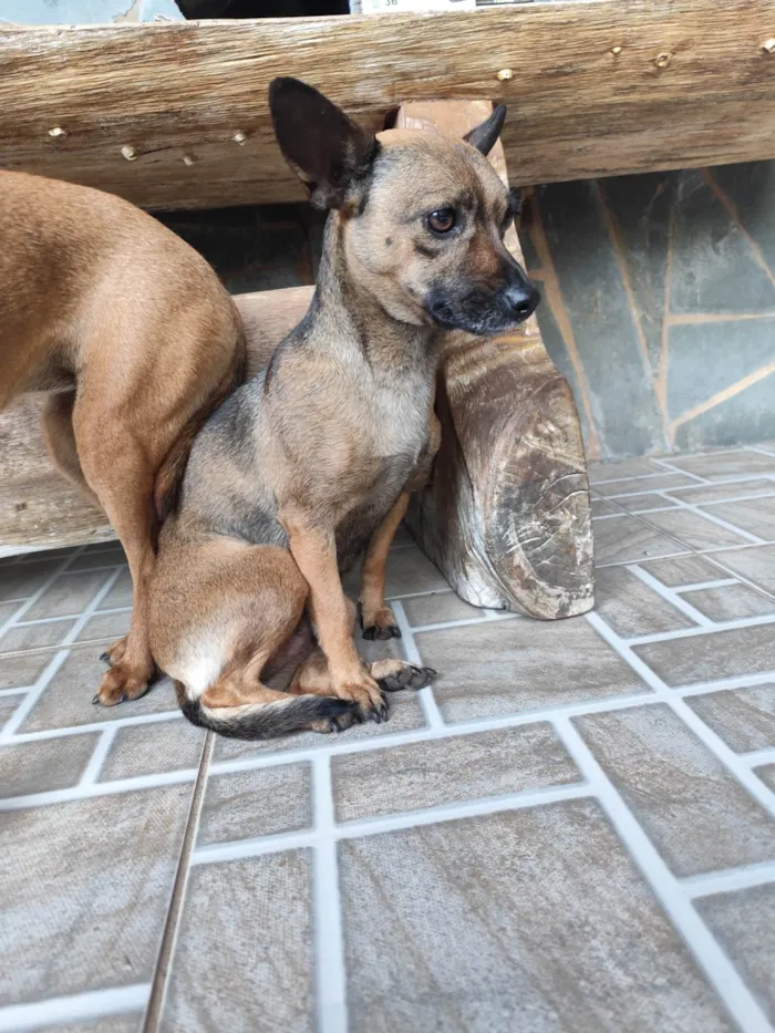 Cachorro ra a Pinscher idade 3 anos nome Nikita