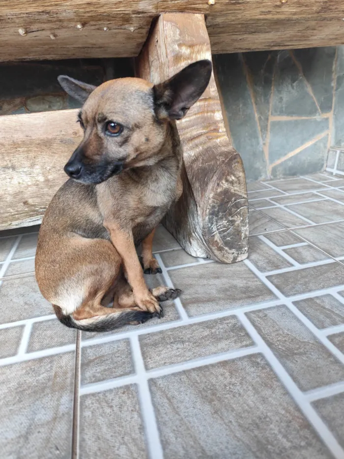 Cachorro ra a Pinscher idade 3 anos nome Nikita