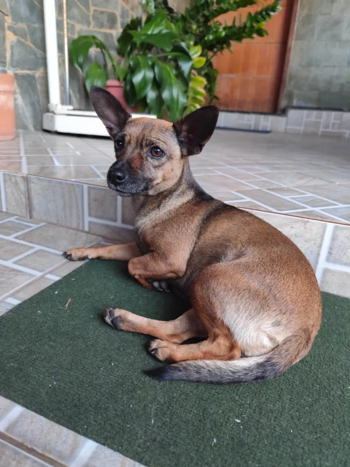 Cachorro ra a Pinscher idade 3 anos nome Nikita