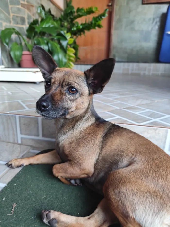 Cachorro ra a Pinscher idade 3 anos nome Nikita