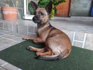 Cachorro raça Pinscher idade 3 anos nome Nikita