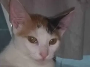 Gato raça SRD-ViraLata idade 2 a 6 meses nome Belinha