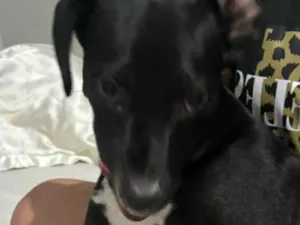 Cachorro raça SRD-ViraLata idade 2 a 6 meses nome Zeus 