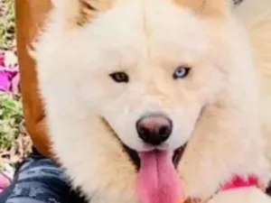 Cachorro raça SRD-ViraLata idade 3 anos nome Lobo 