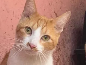 Gato raça SRD-ViraLata idade 7 a 11 meses nome Tofu e Sushi 