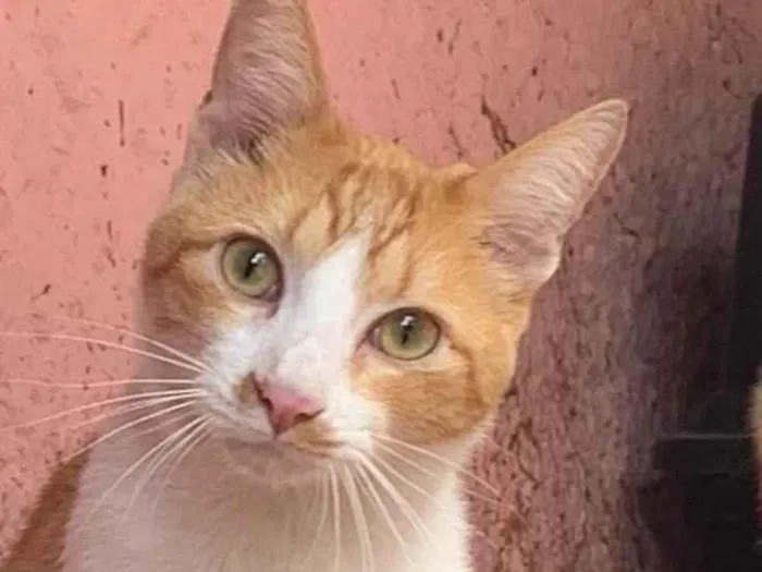 Gato ra a SRD-ViraLata idade 7 a 11 meses nome Tofu e Sushi 