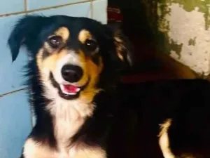 Cachorro raça SRD-ViraLata idade 1 ano nome Panda