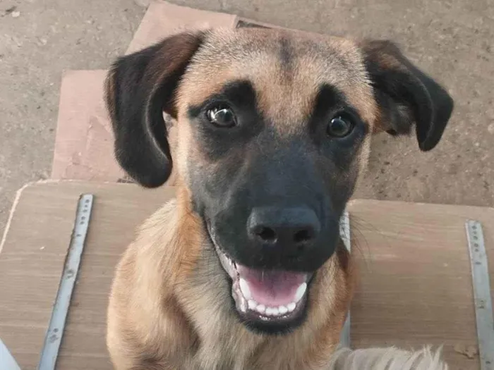 Cachorro ra a SRD-ViraLata idade 7 a 11 meses nome Caramelo