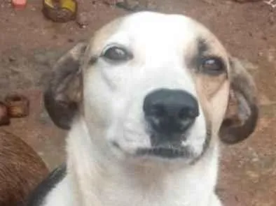 Cachorro raça SRD-ViraLata idade 1 ano nome Bela