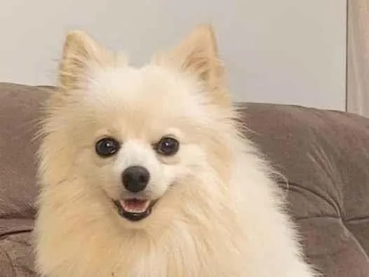 Cachorro ra a Spitz alemão  idade 1 ano nome Lupita