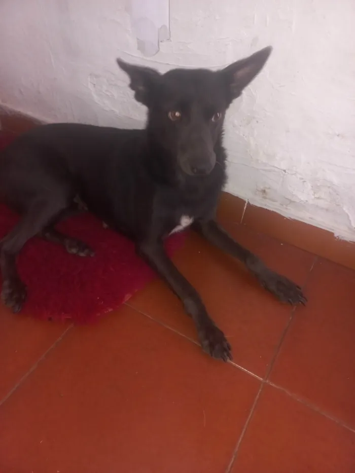 Cachorro ra a SRD-ViraLata idade 2 a 6 meses nome Pretinha 