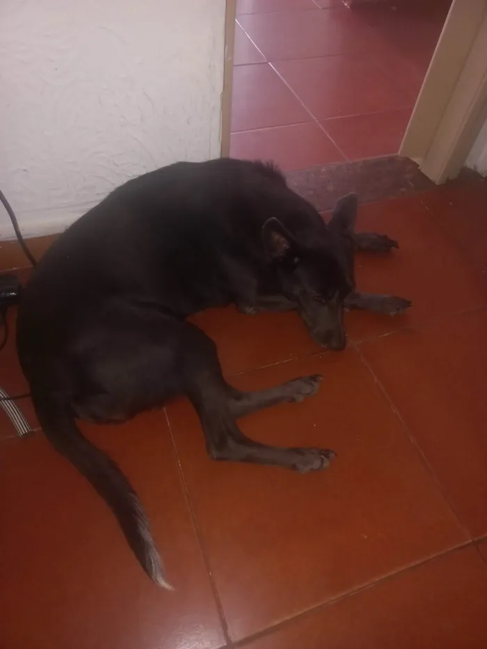 Cachorro ra a SRD-ViraLata idade 2 a 6 meses nome Pretinha 