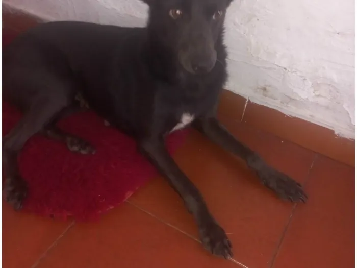 Cachorro ra a SRD-ViraLata idade 2 a 6 meses nome Pretinha 