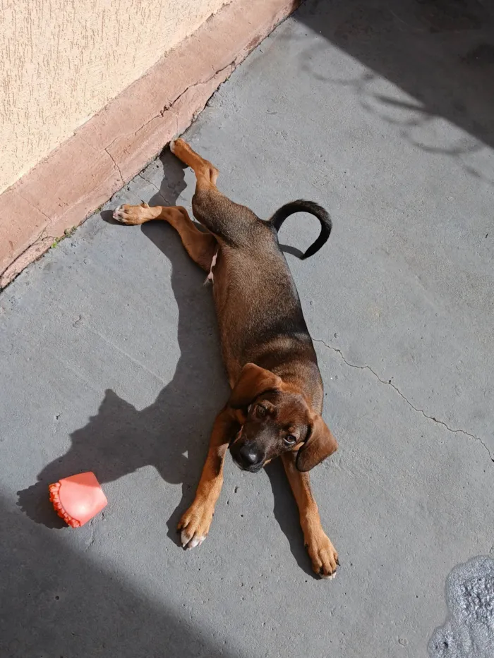 Cachorro ra a SRD-ViraLata idade 2 a 6 meses nome Simba