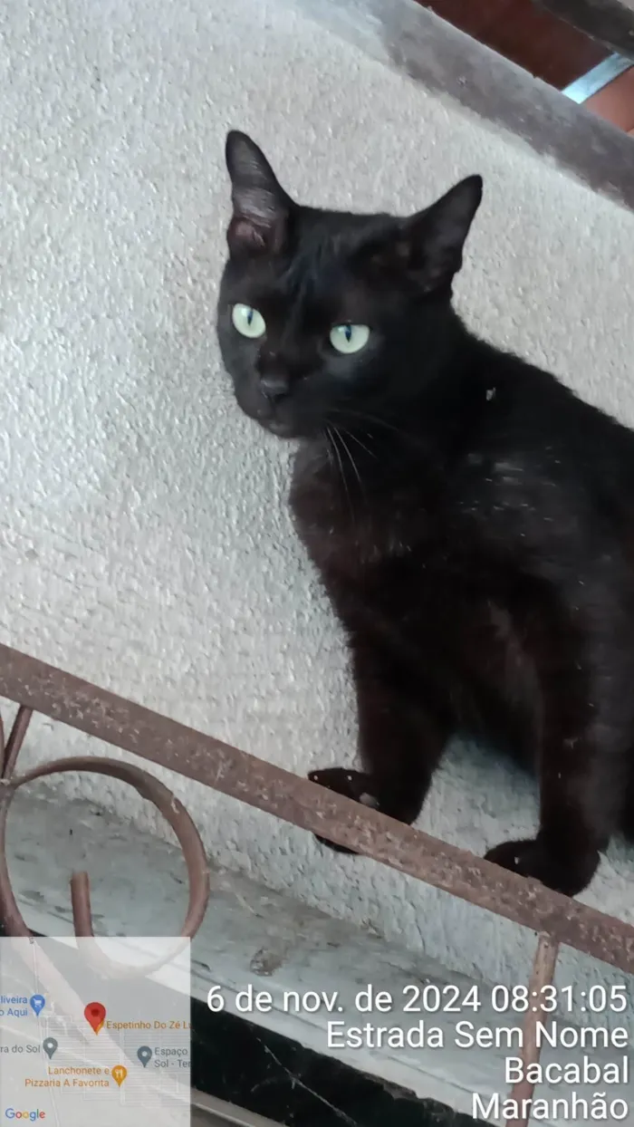 Gato ra a Exótico idade 5 anos nome CHOCOLATE 