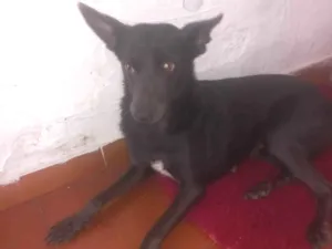 Cachorro raça SRD-ViraLata idade 2 a 6 meses nome Pretinha 