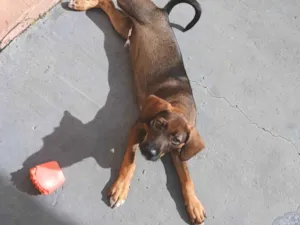 Cachorro raça SRD-ViraLata idade 2 a 6 meses nome Simba