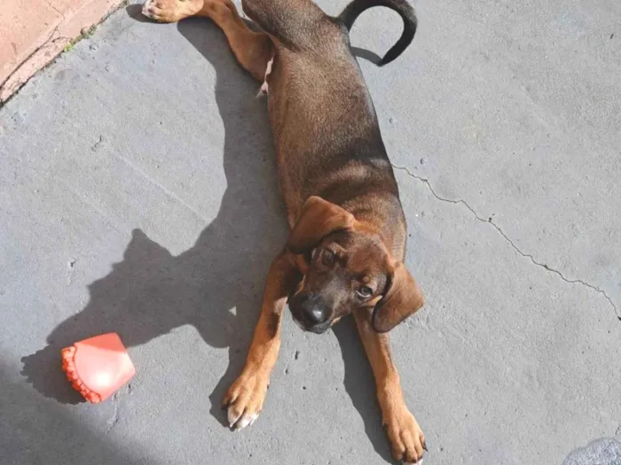 Cachorro ra a SRD-ViraLata idade 2 a 6 meses nome Simba