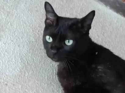 Gato raça Exótico idade 5 anos nome CHOCOLATE 