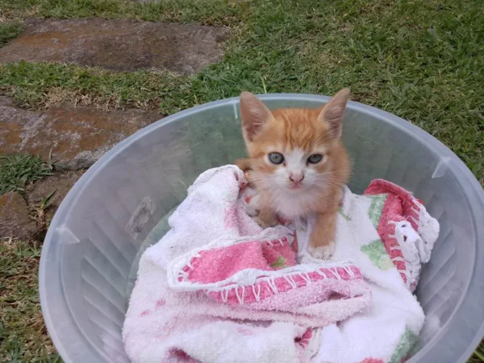 Gato ra a SRD-ViraLata idade 2 a 6 meses nome Laranjinha