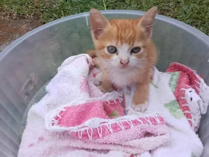 Gato ra a SRD-ViraLata idade 2 a 6 meses nome Laranjinha