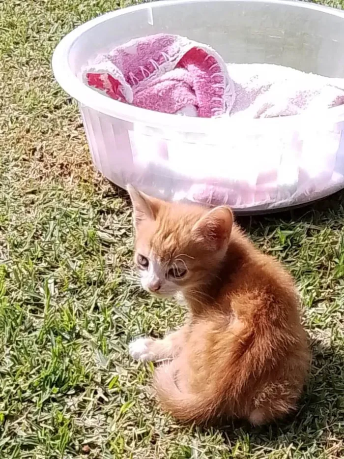 Gato ra a SRD-ViraLata idade 2 a 6 meses nome Laranjinha